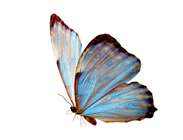 butterfly 2