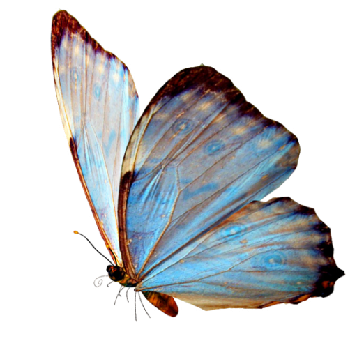 cropped butterfly 2